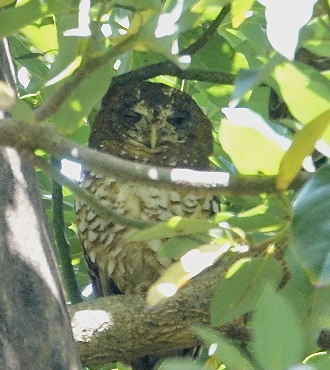 African Wood-Owl - ML286405331