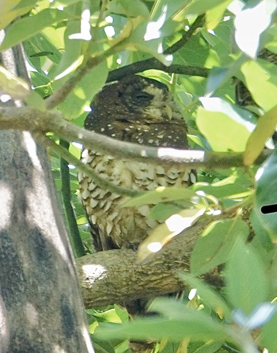 African Wood-Owl - ML286405351