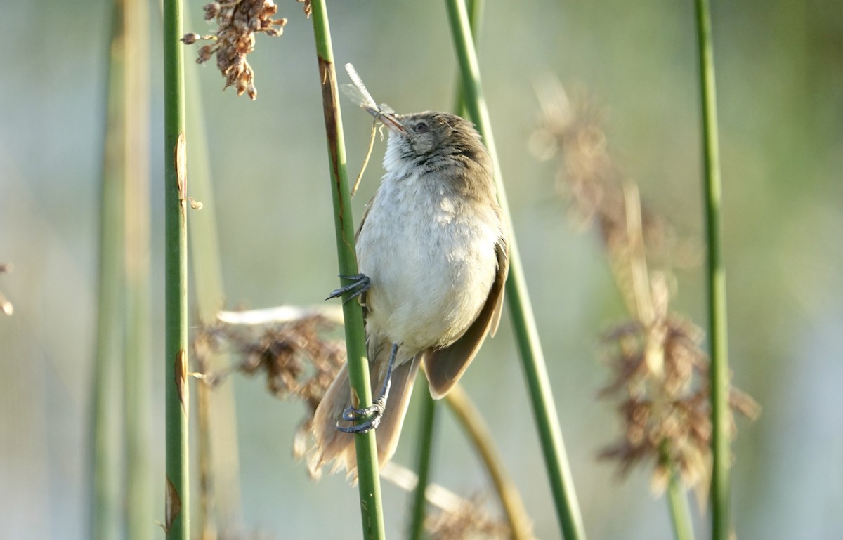 Common Reed Warbler (African) - ML286407691
