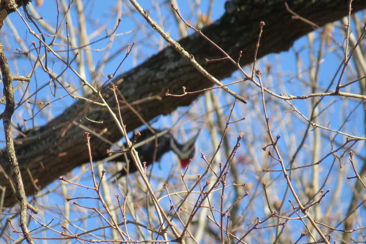 Pileated Woodpecker - ML286413171