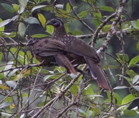 Band-tailed Guan - Lebsky Zamora