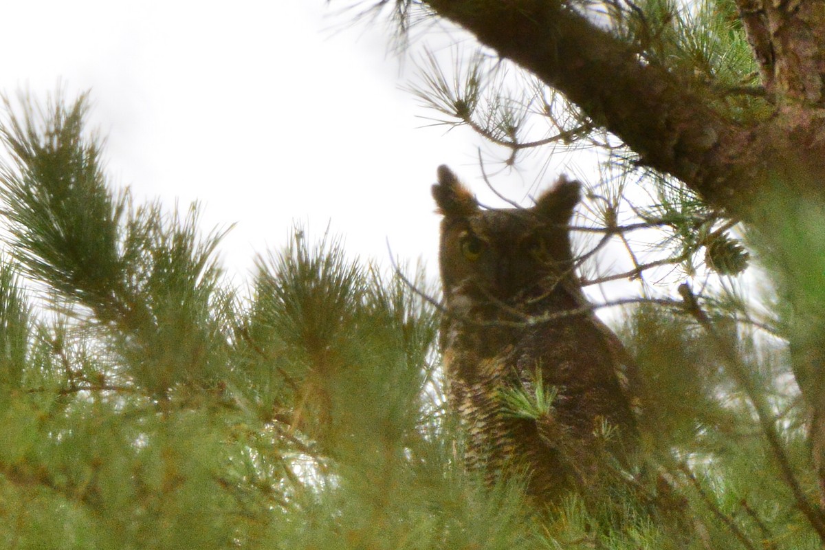 Great Horned Owl - ML286417011