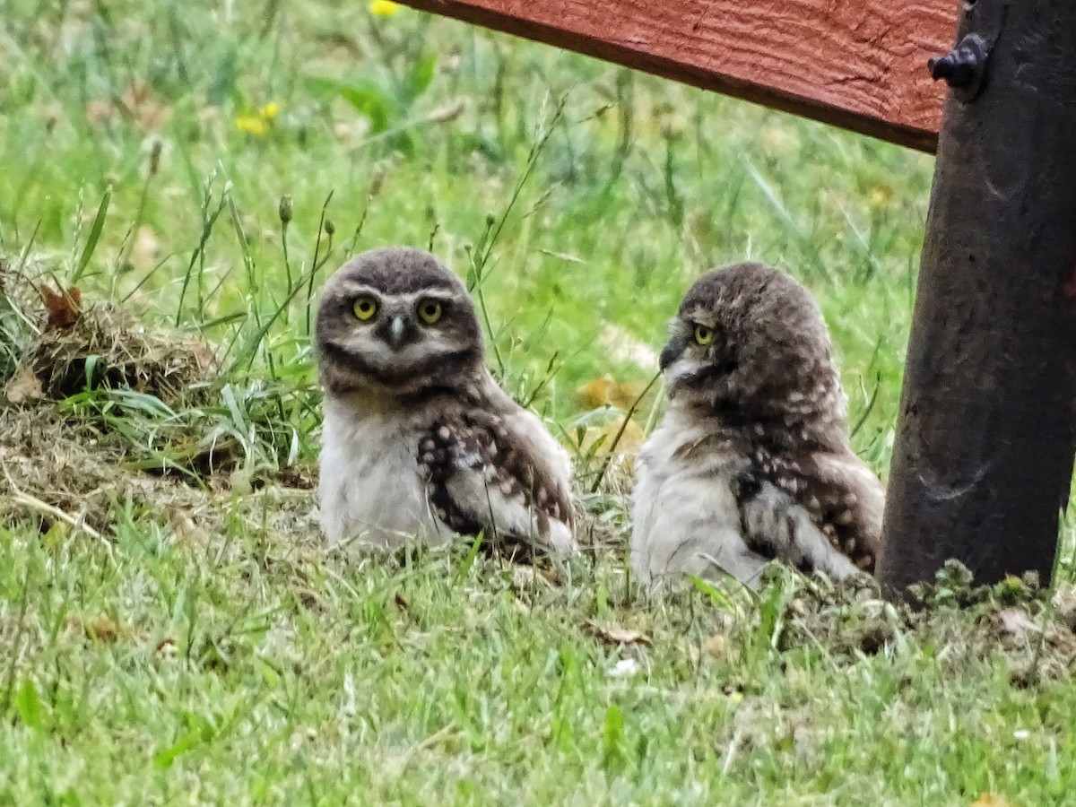 Burrowing Owl - ML286419991