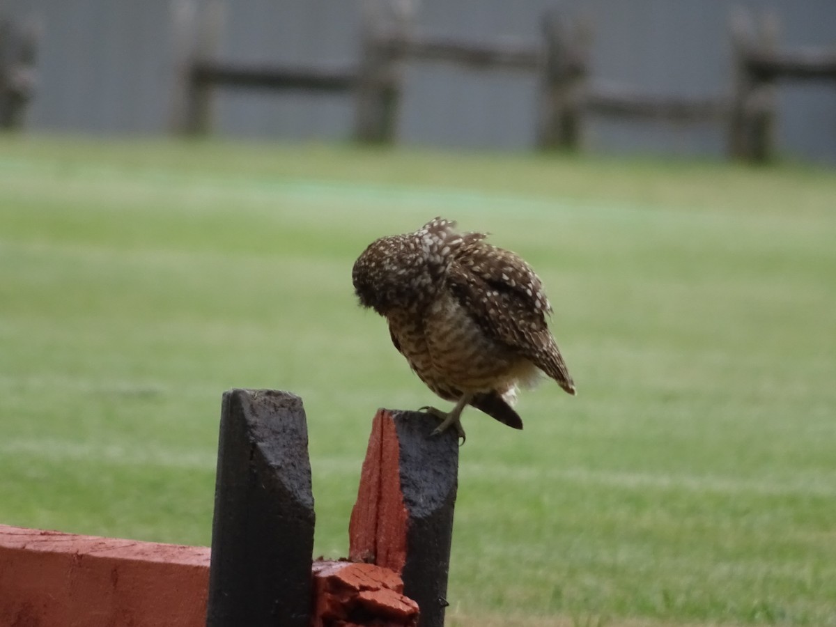 Burrowing Owl - ML286420241