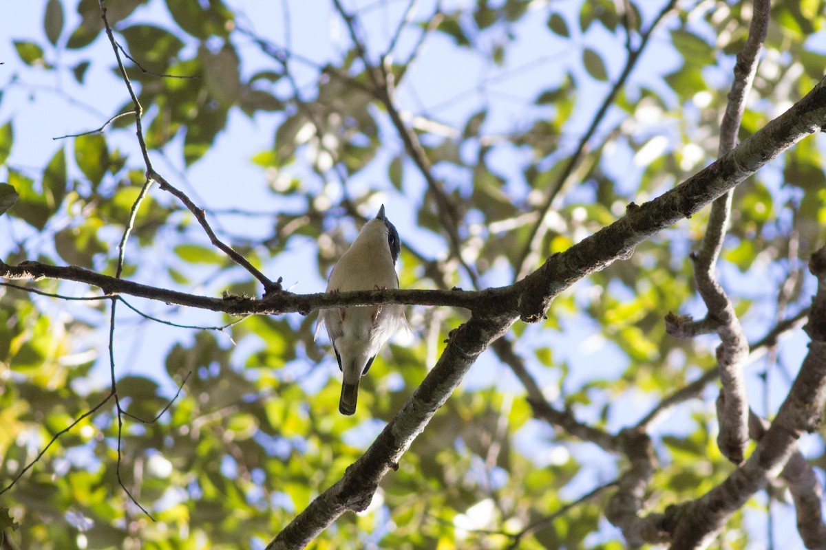 White-browed Shrike-Babbler (Dalat) - Andreas Boe