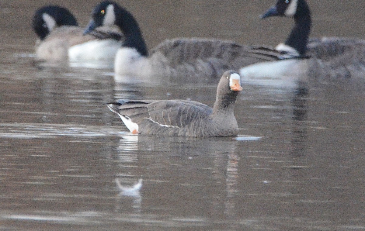 Greater White-fronted Goose - ML286422211