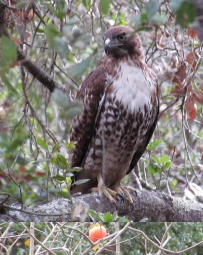 Red-tailed Hawk - ML286427101