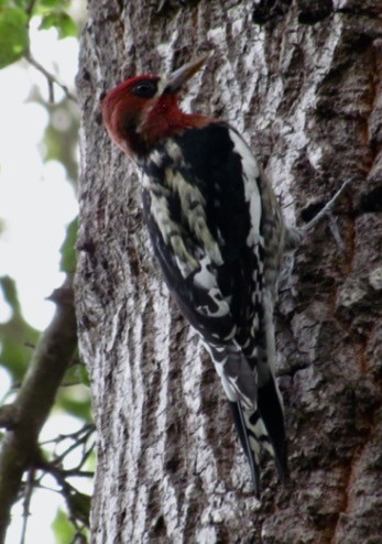 Red-breasted Sapsucker - ML286427171