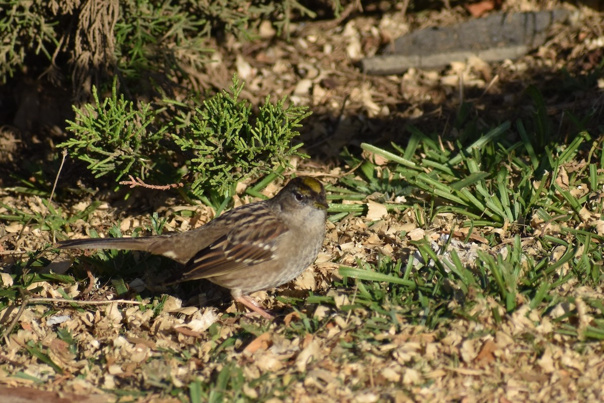 Golden-crowned Sparrow - ML286428821