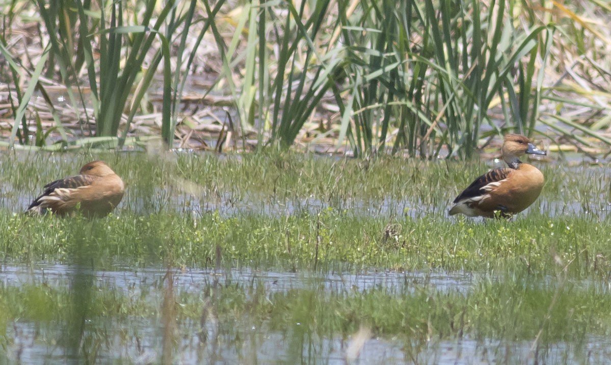 Fulvous Whistling-Duck - ML28642911