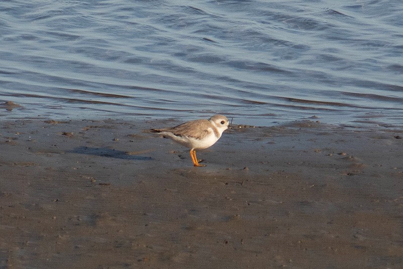 Piping Plover - ML286429231
