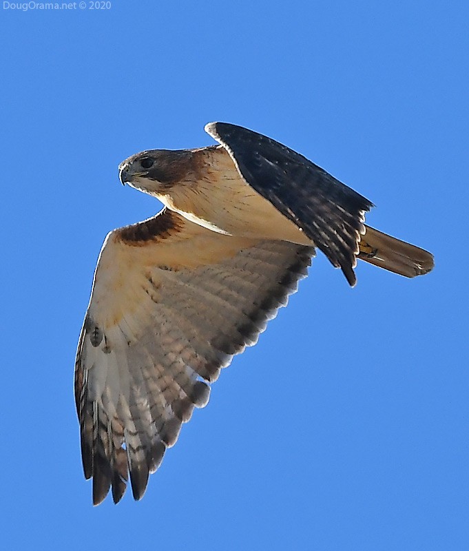 Red-tailed Hawk - Doug Orama