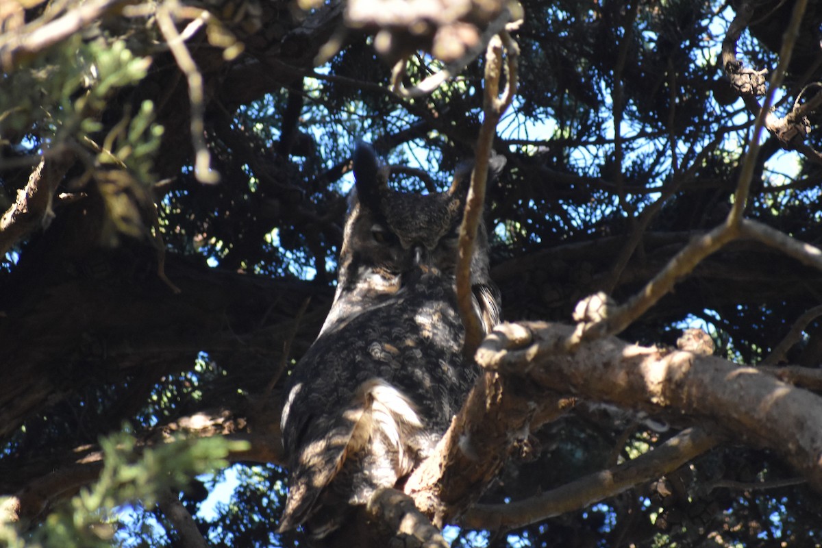 Great Horned Owl - ML286435351