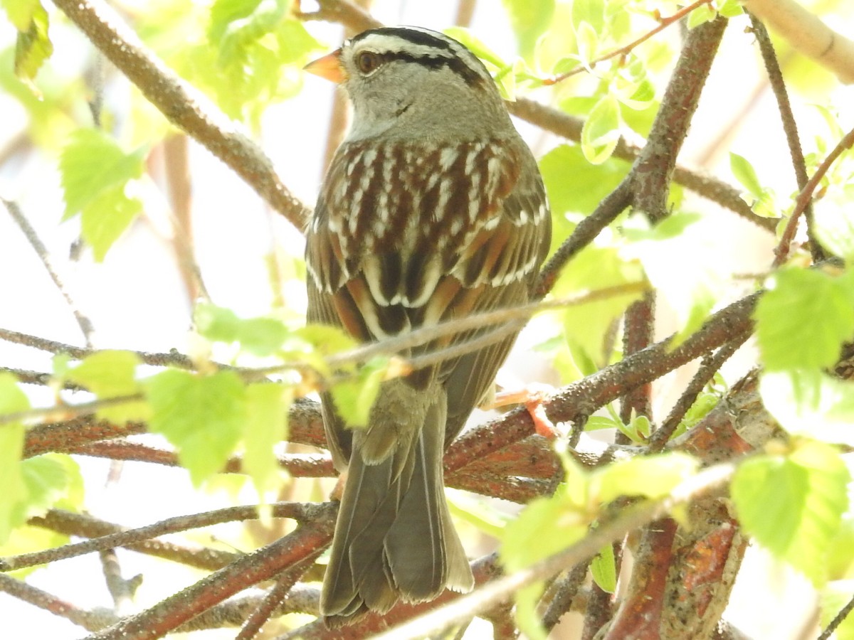White-crowned Sparrow - Roy Lambert