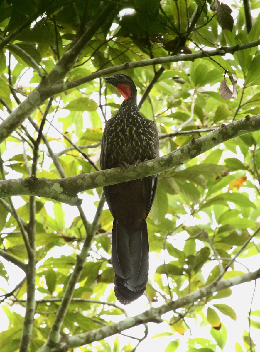 Crested Guan - ML286446971