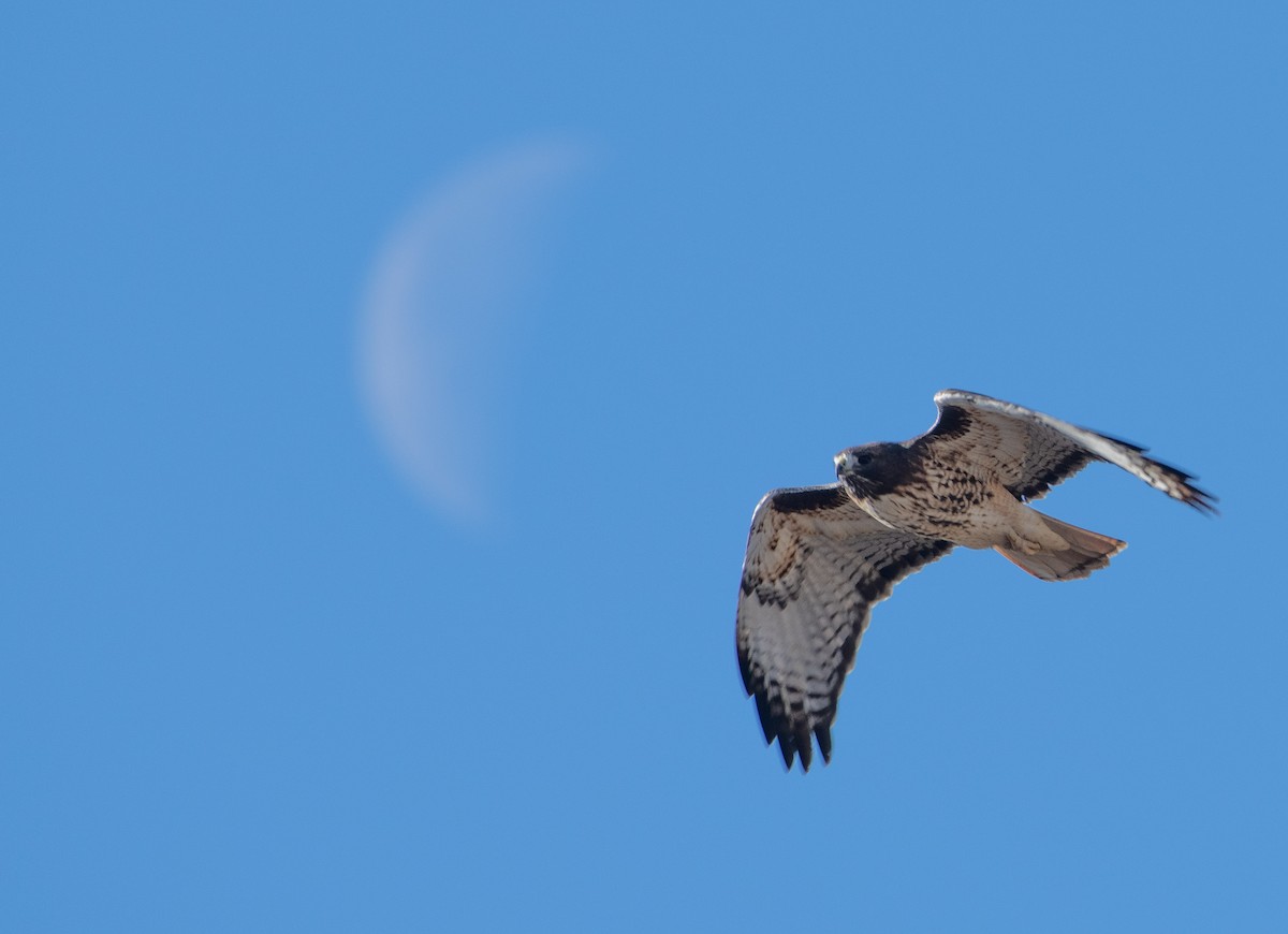 Red-tailed Hawk - ML286454101