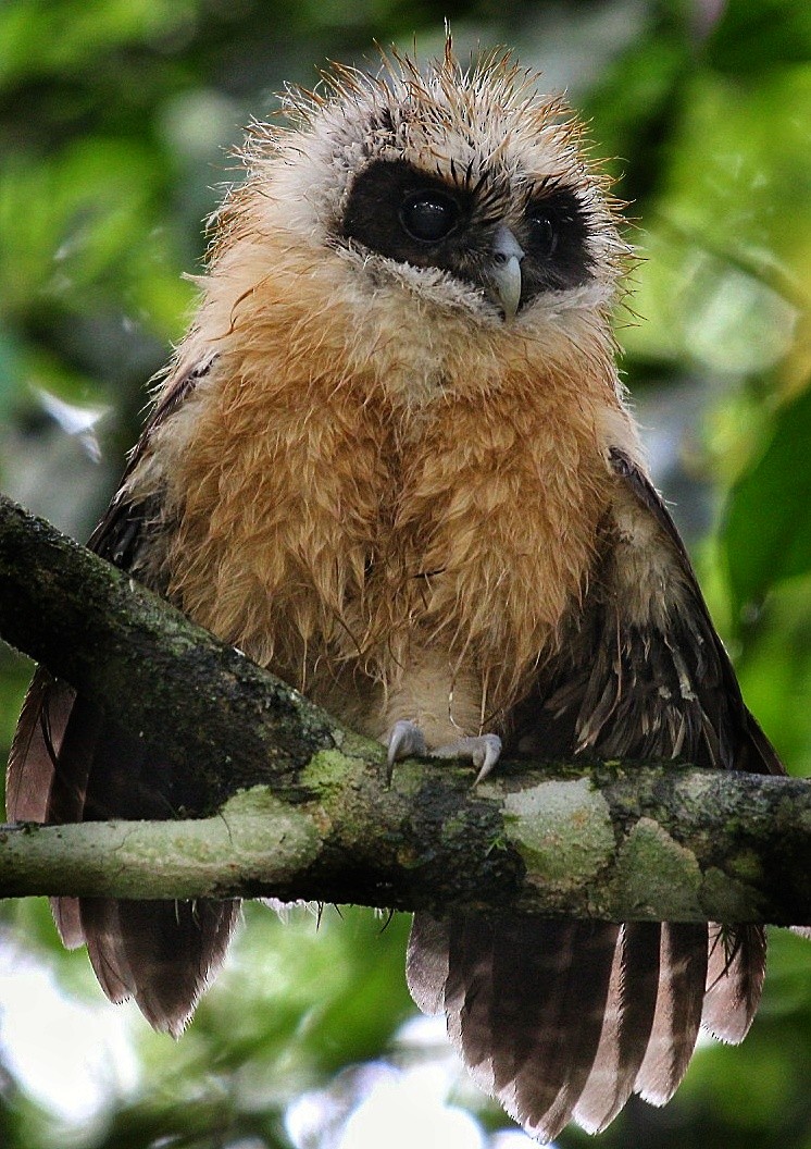 Tawny-browed Owl - Rodrigo Ferraz