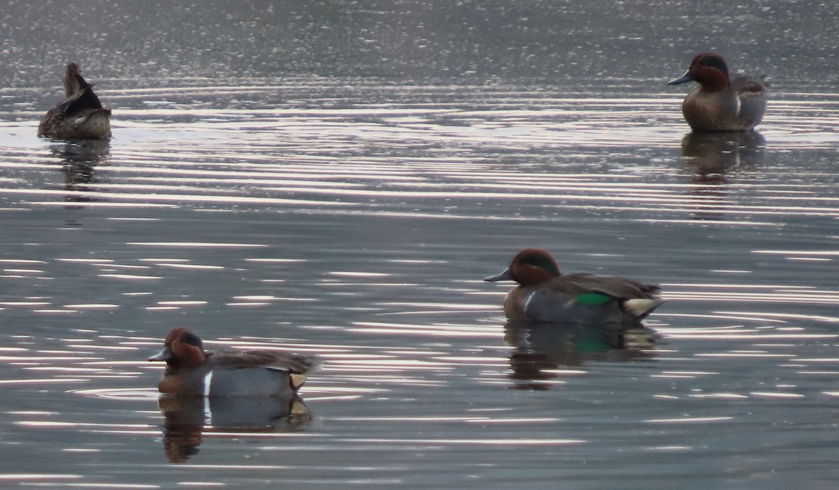 Green-winged Teal - ML286456551