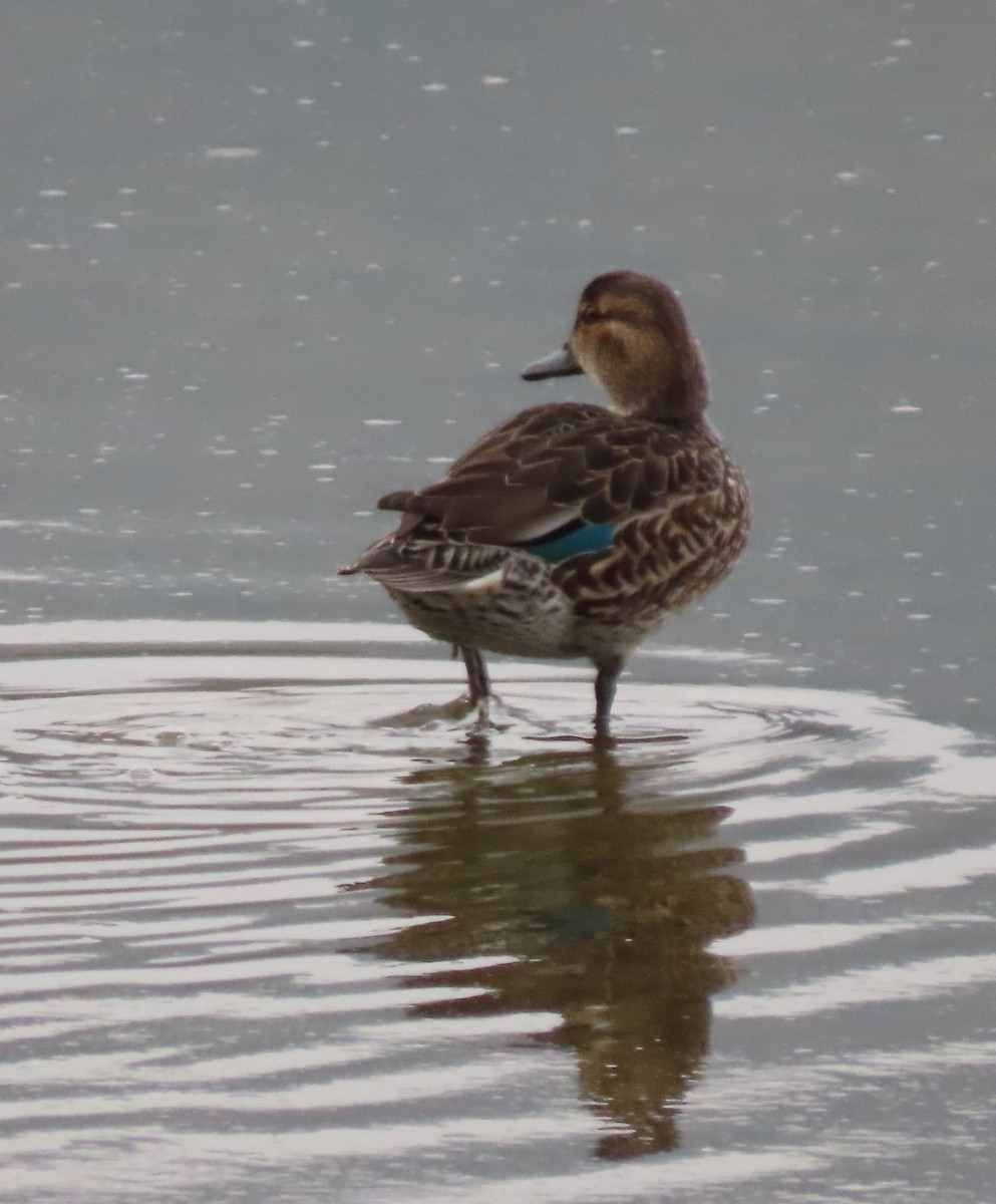 Green-winged Teal - ML286456621