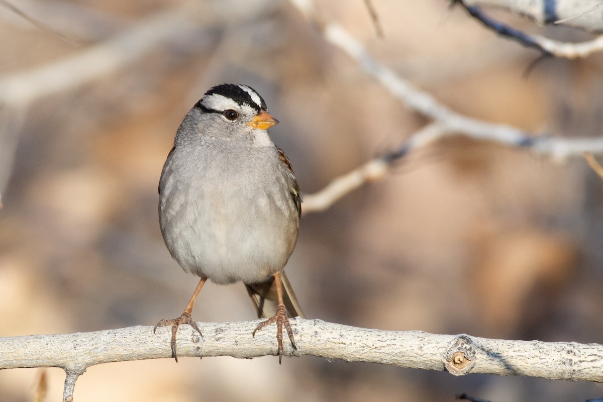 White-crowned Sparrow - ML286461641