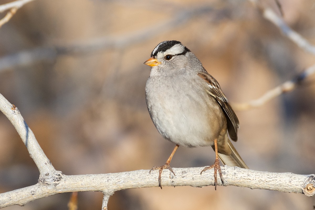 White-crowned Sparrow - Owen Sinkus