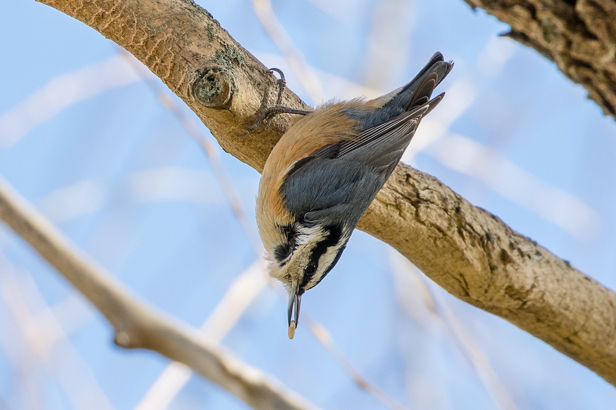 Red-breasted Nuthatch - Neil Hayward