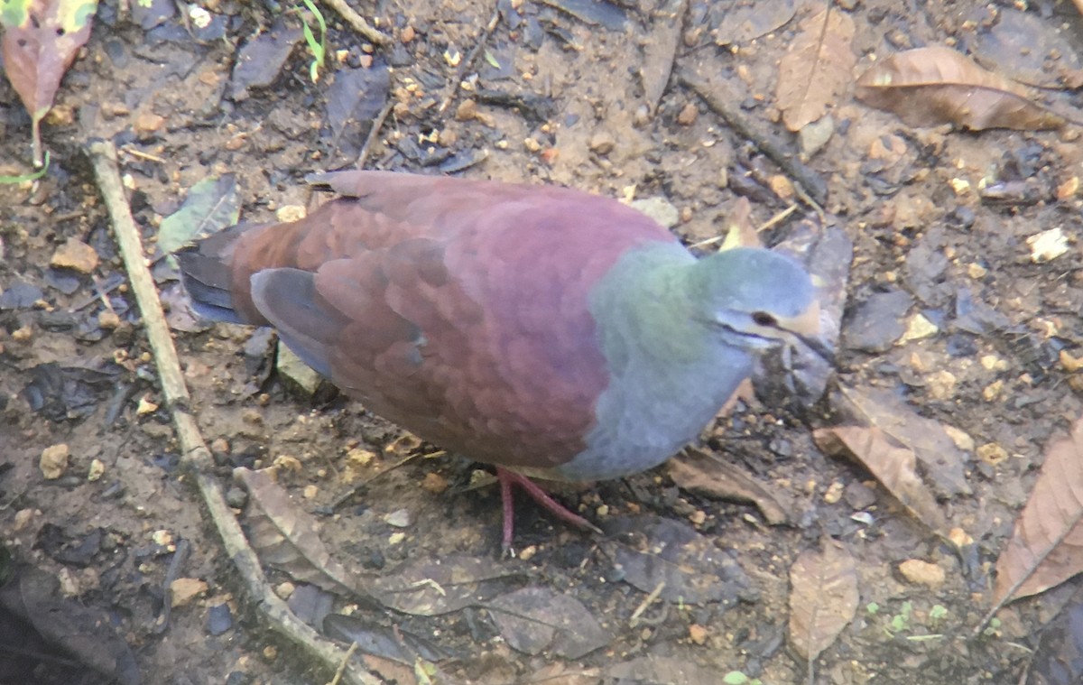 Buff-fronted Quail-Dove - ML286465811