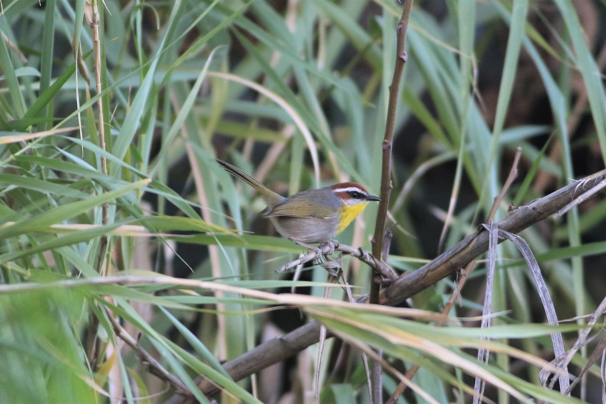 Rufous-capped Warbler - ML286469051