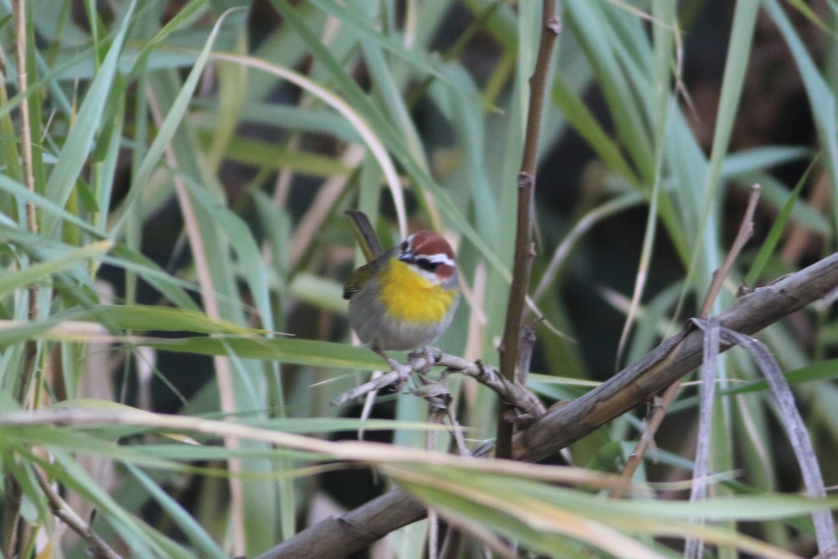 Rufous-capped Warbler - ML286469071