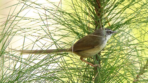 Tawny-flanked Prinia - eBird