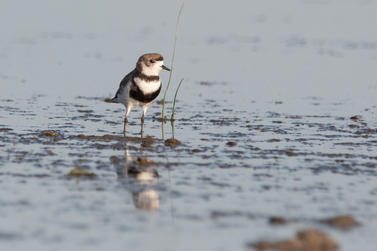 Two-banded Plover - ML286472071