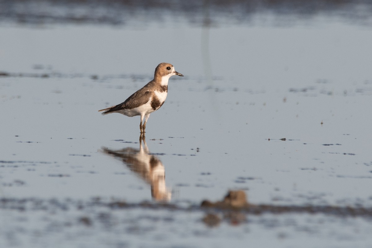 Two-banded Plover - ML286472091