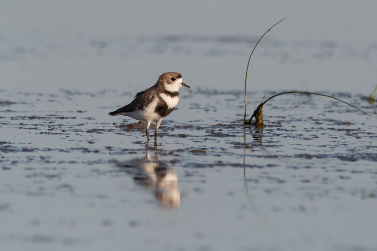 Two-banded Plover - ML286472101