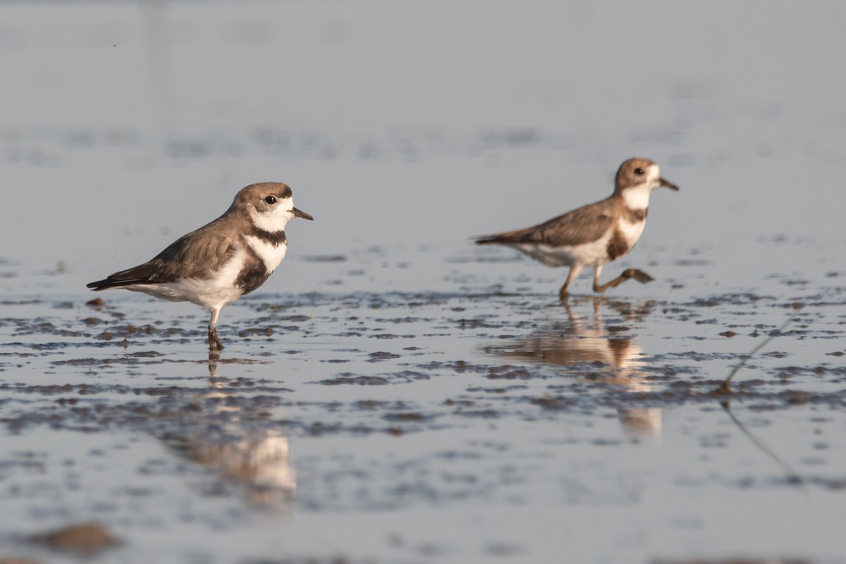 Two-banded Plover - ML286472171