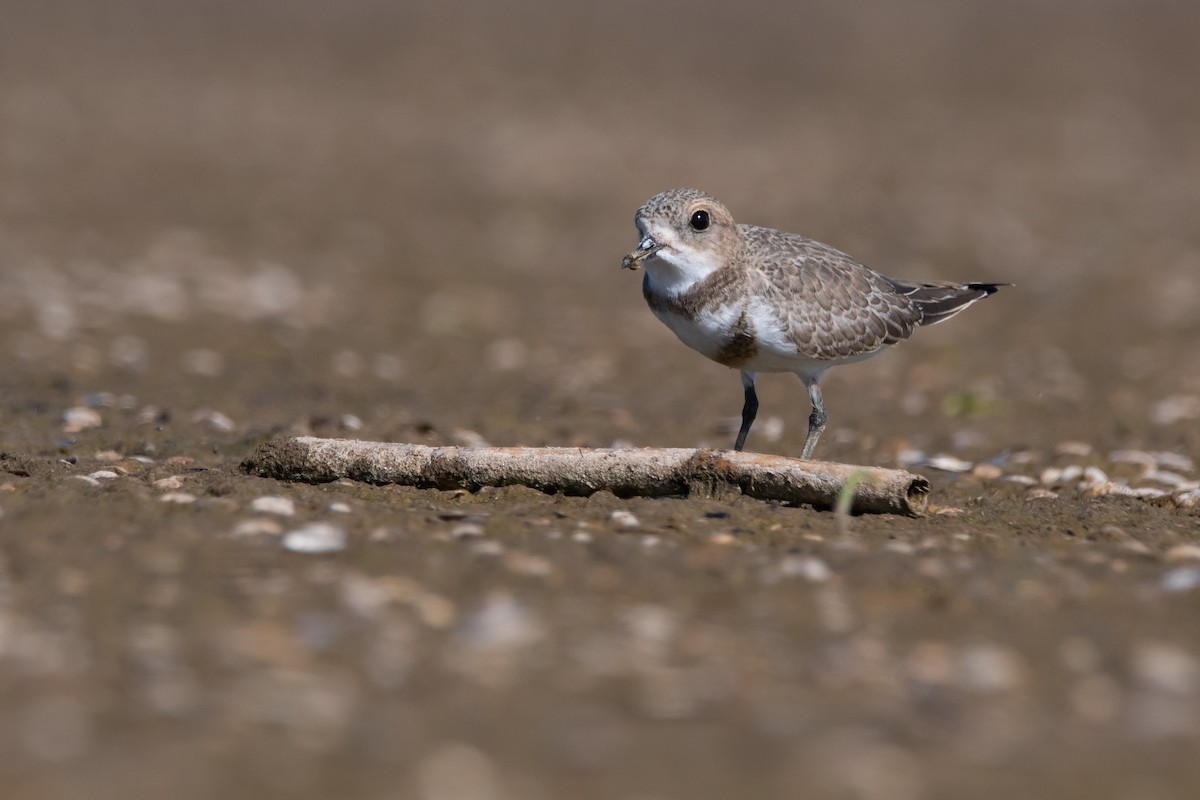 Two-banded Plover - ML286472251