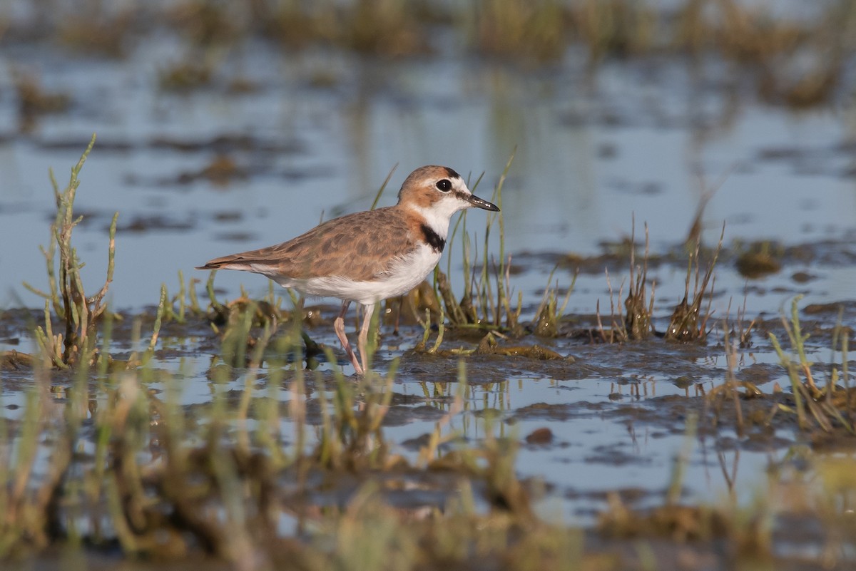 Collared Plover - ML286472991