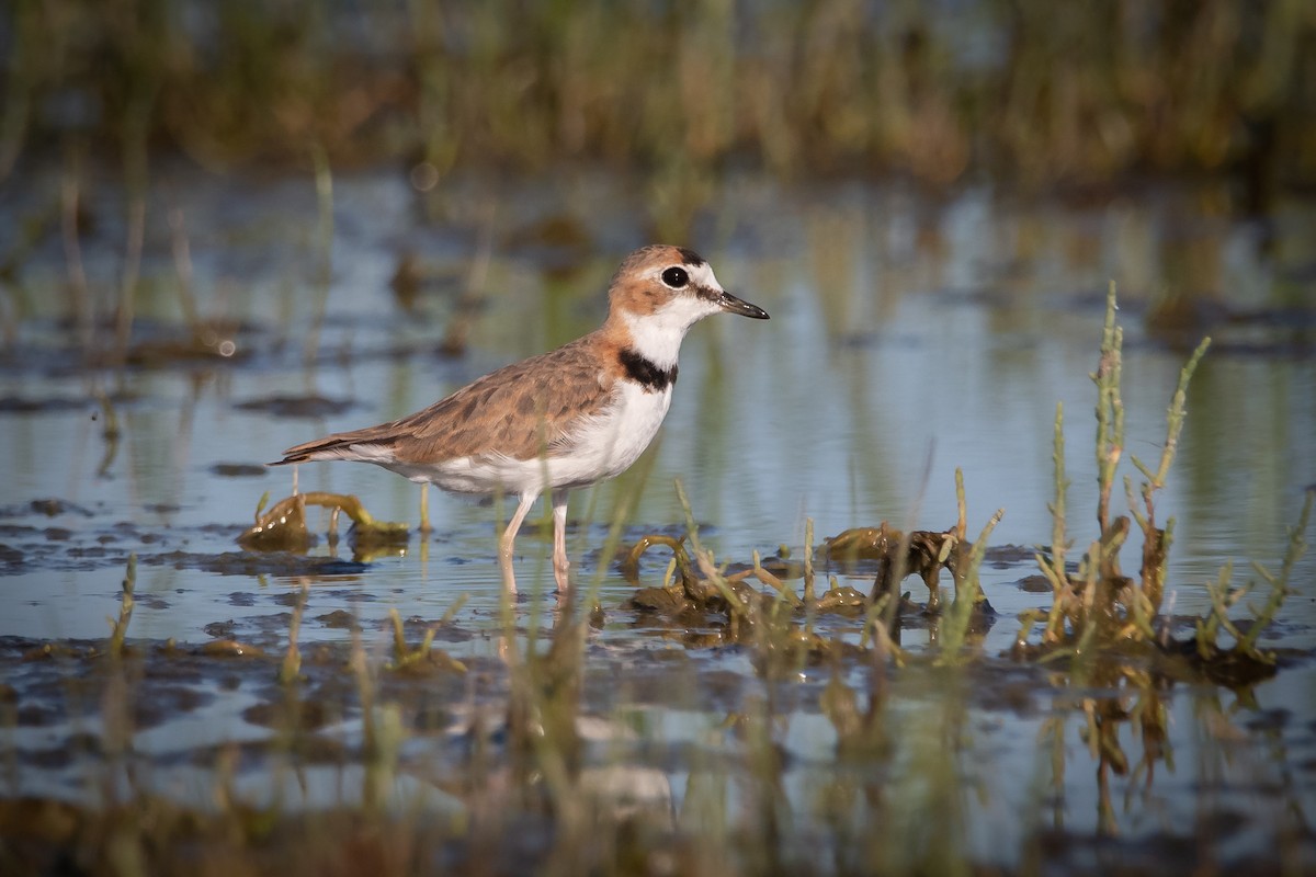 Collared Plover - ML286473031