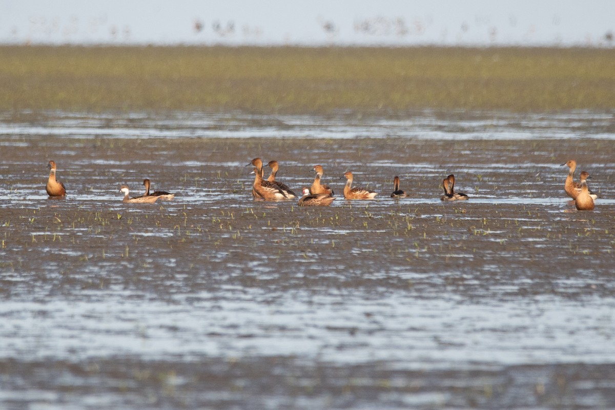 Fulvous Whistling-Duck - ML286473071