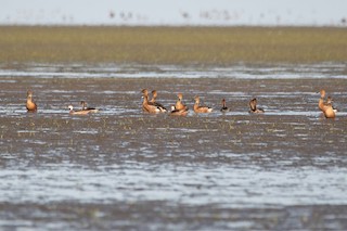 Fulvous Whistling-Duck, ML286473071