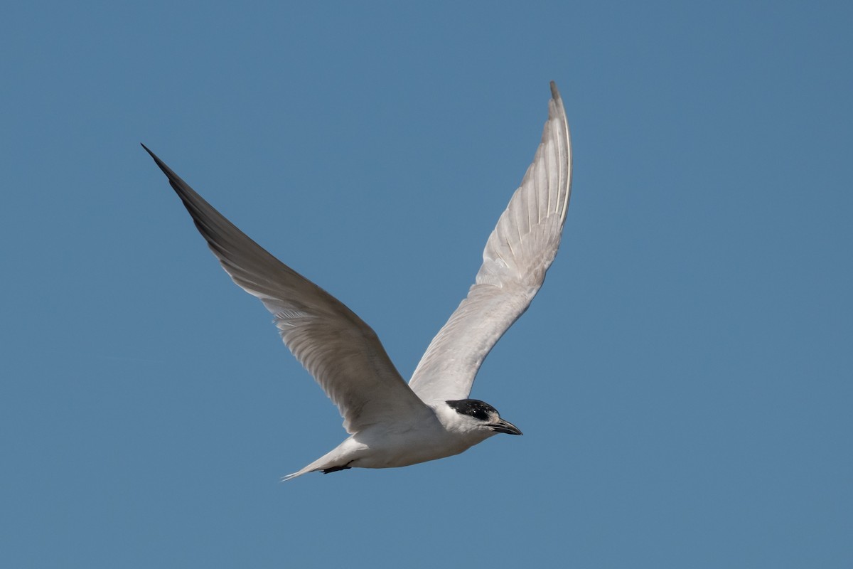 Gull-billed Tern - Pablo Re