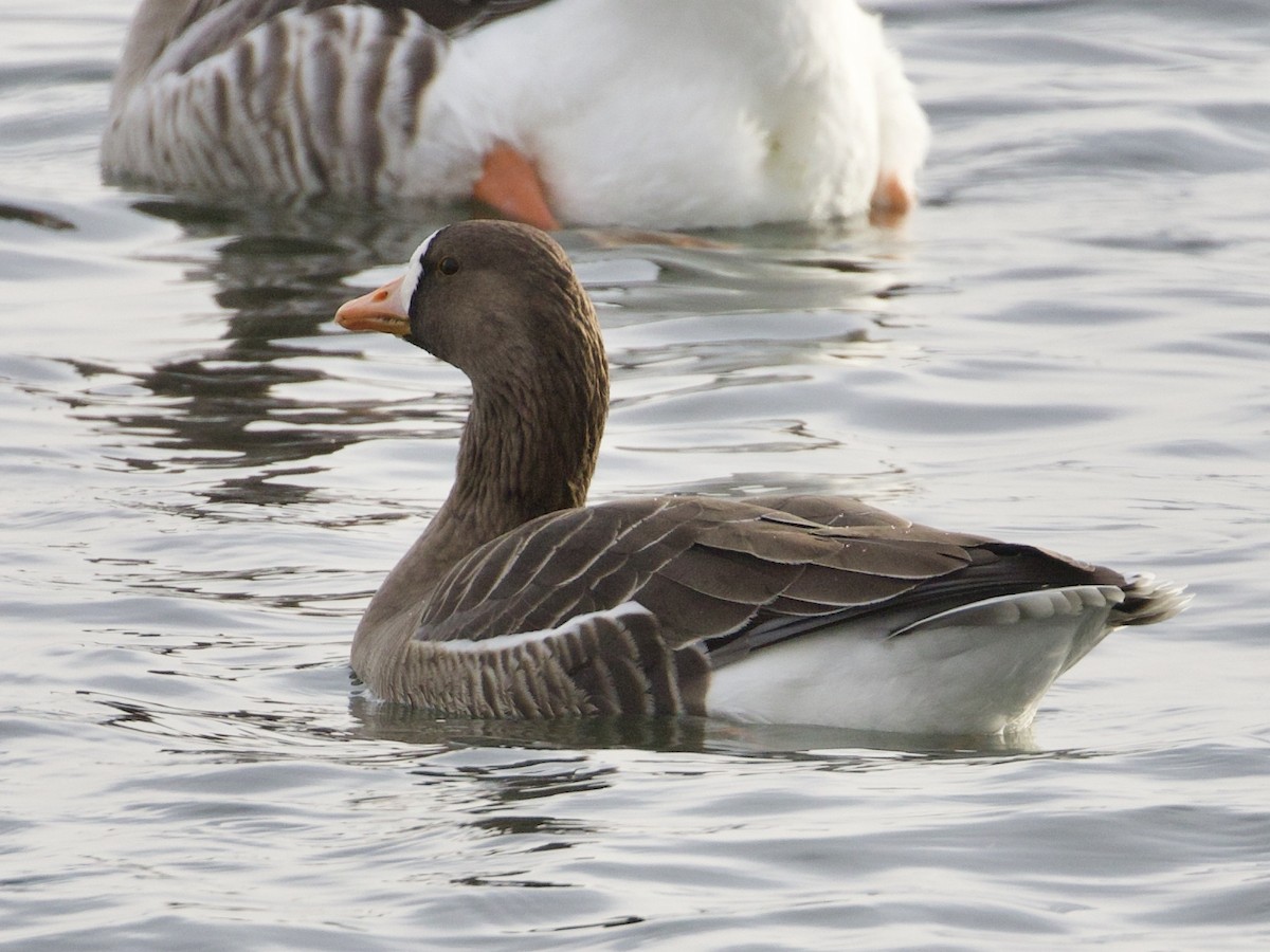 Greater White-fronted Goose - RJ Baltierra