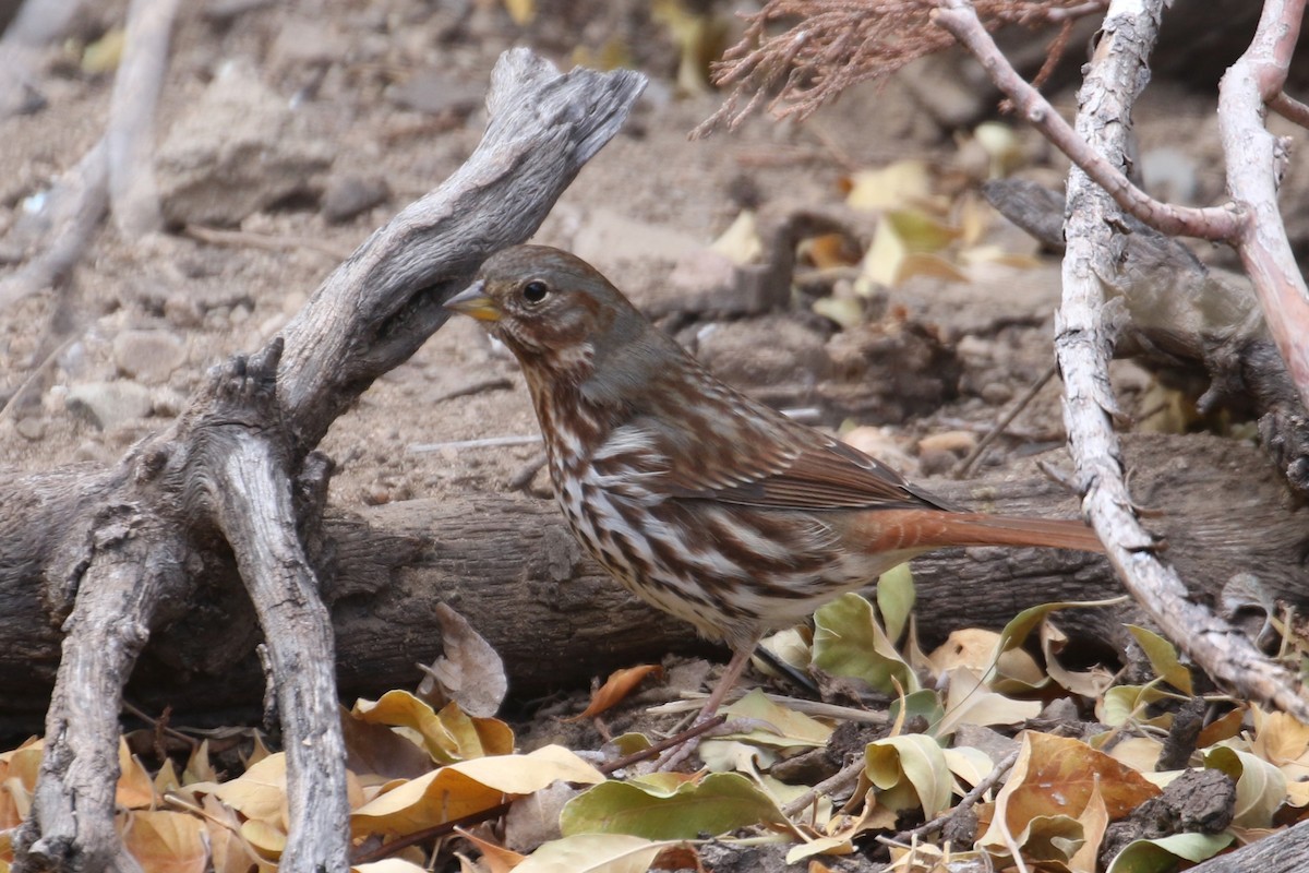 Fox Sparrow - ML286477331