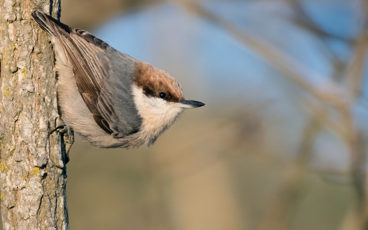 Brown-headed Nuthatch - ML286478721