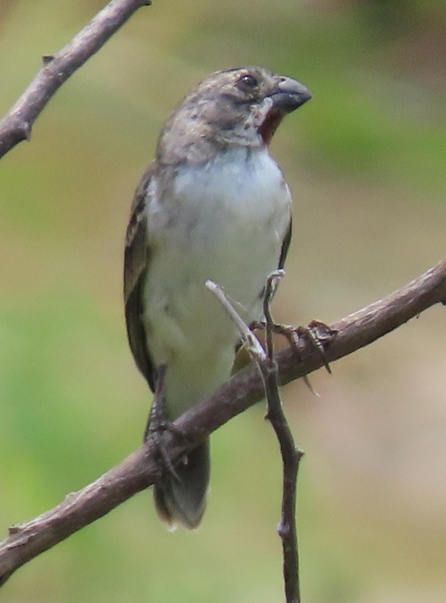 Chestnut-throated Seedeater - ML286482351