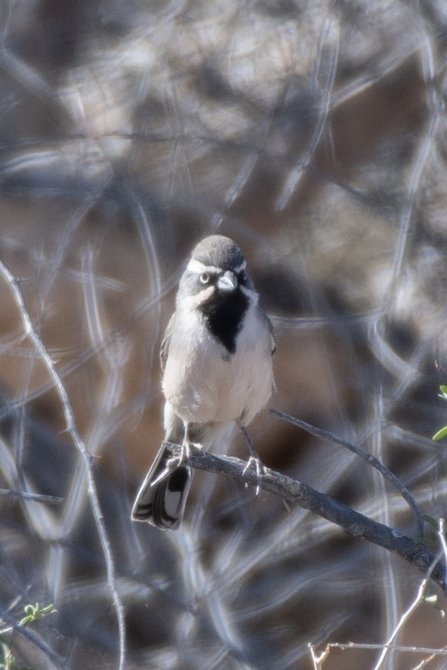 Black-throated Sparrow - ML286496331