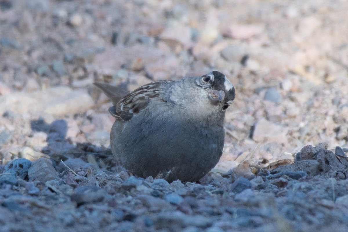 White-crowned Sparrow - Robert Schafer