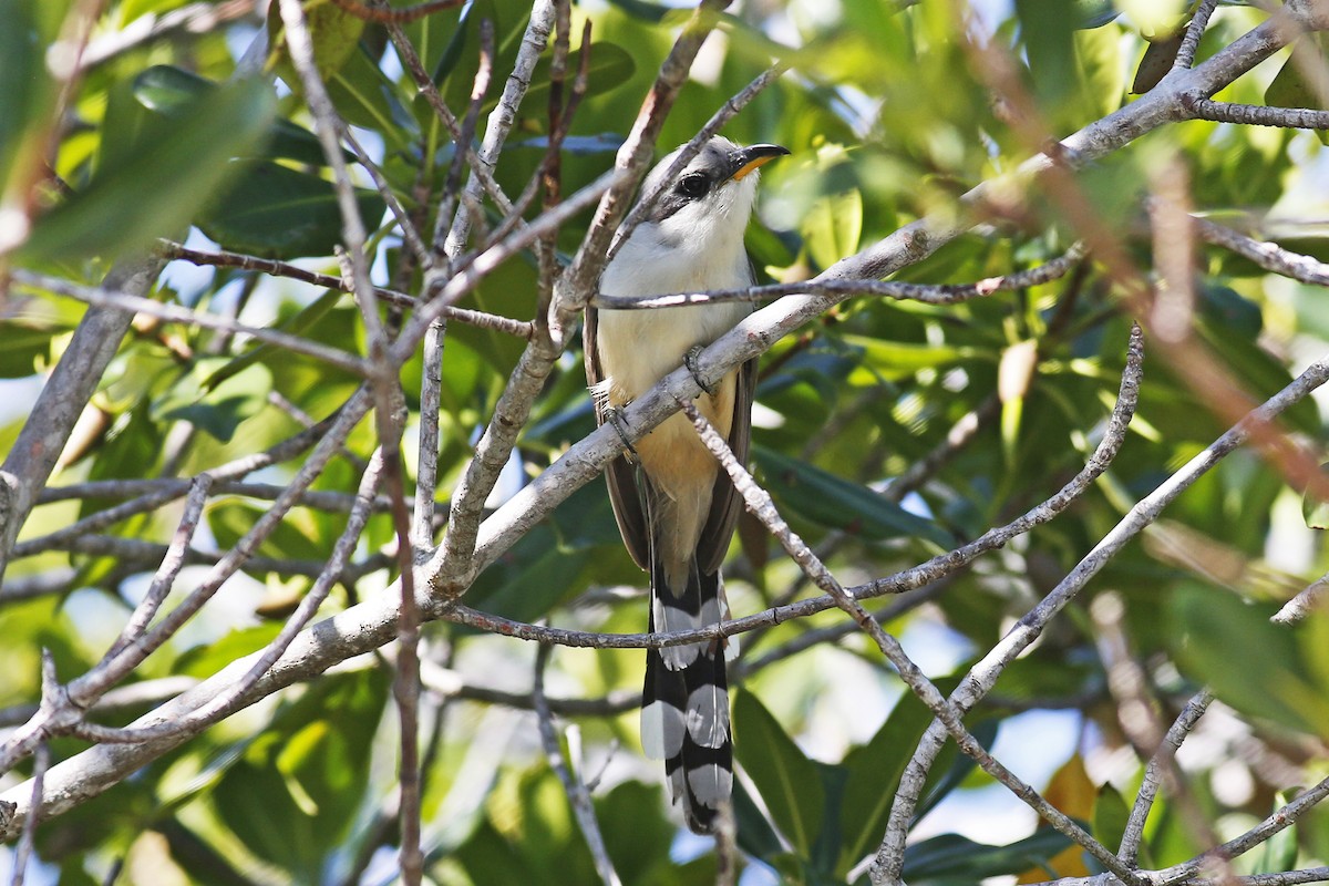 Mangrove Cuckoo - ML28649781