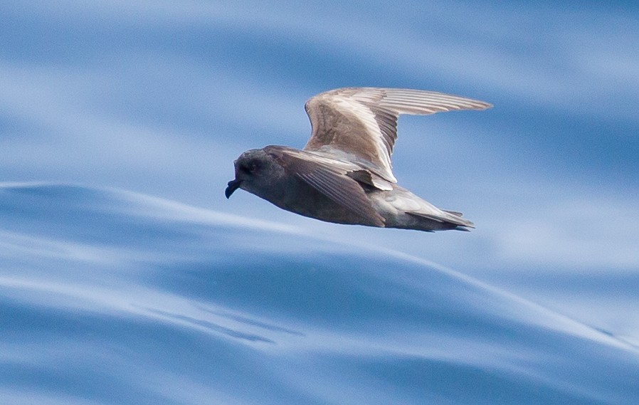 Fork-tailed Storm-Petrel - ML286498781