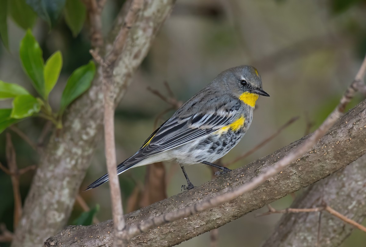 Yellow-rumped Warbler (Audubon's) - Alison Davies