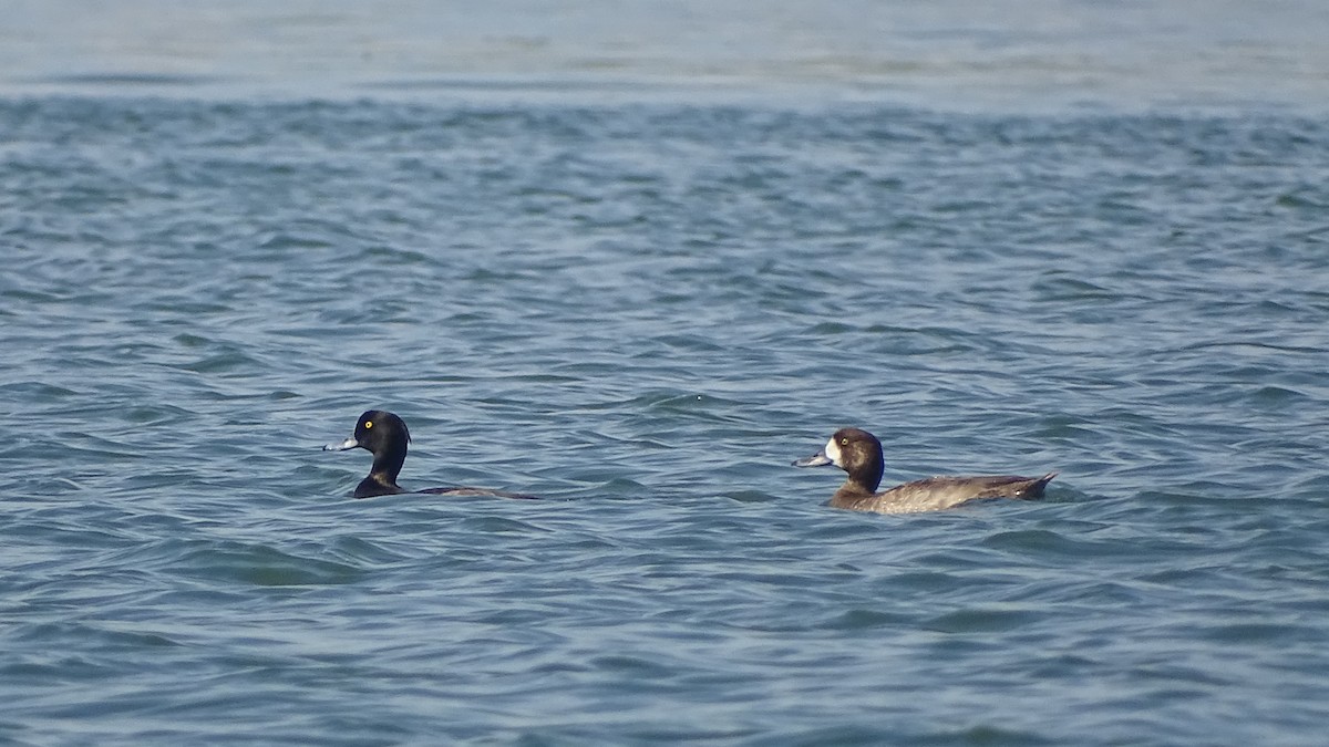 Greater Scaup - ML286511401